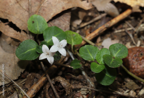 Pair of white flowers on a partridge berry (Mitchella repens) plant growing on the forest floor. This pretty little groundcover perennial vine produces distinctive, hairy flowers with four petals. 