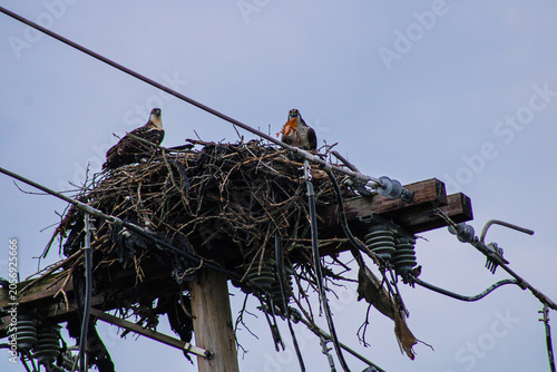 Photography osprey family in the nest