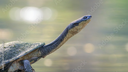 Portrait of a wild, eastern long-necked turtle (Chelodina longicollis) with outstretched neck and soft, blurred water and bokeh background, Victoria, Australia