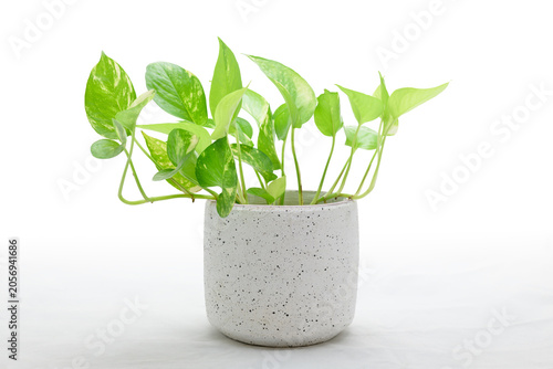 Golden pothos houseplant in a minimalist ceramic pot isolated on white background.