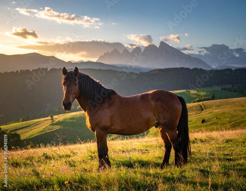 Horse at sunset on meadow