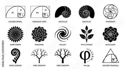 Bilde på lerret Golden ratio and Fibonacci sequence patterns in nature illustrations