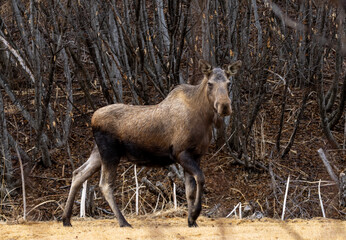 Moose Cow Making Direct Eye Contact in the Thickets Near Homer, Alaska