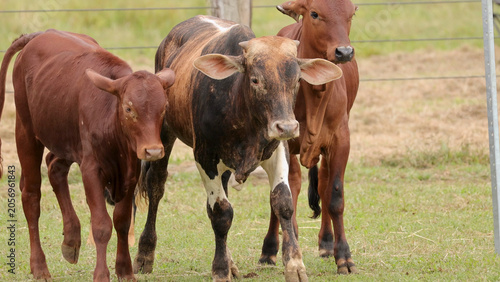 Bilde på lerret Three Young Brahman Cross Cattle Standing in a Grassy Pasture