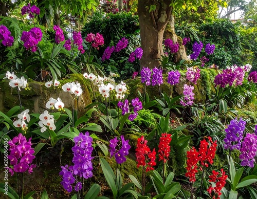 Vibrant purple and red flowers in garden setting.