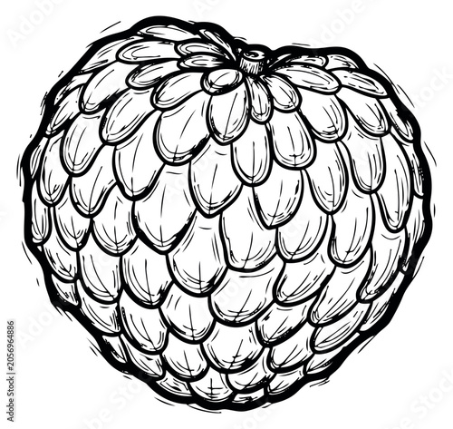 Hand drawn line art illustration of a cherimoya depicting a fresh exotic fruit for healthy nutrition