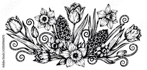 Hand drawn line art spring floral set featuring tulips, daffodils, and hyacinths with decorative scrolls for seasonal decoration