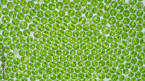 Microscopic close up shot of multiple spherical green algae cells forming a dense pattern in a laboratory sample