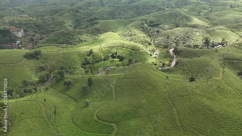 Sideways Drone Flight Over Tea Plantation Hills With Sunlight Spotlight in Sukanagara Indonesia
