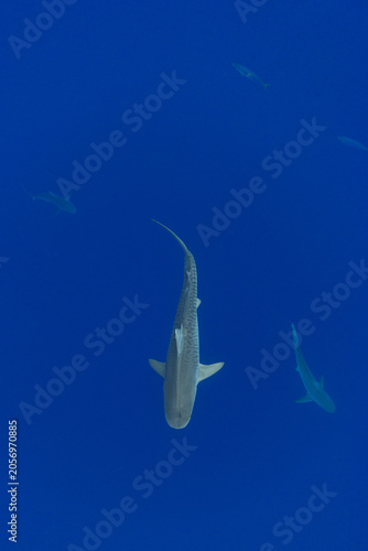 Tiger Shark