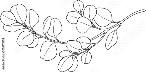 Elegant Eucalyptus Branch Line Art Illustration for Botanical Wedding Invitations and Minimalist Nature Coloring Book Pages