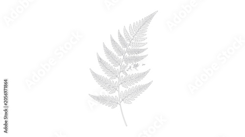 Bild auf Leinwand Single fern leaf closeup macro.