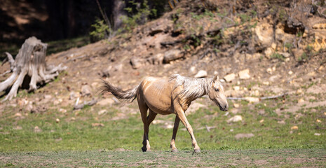 Palomino wild horse mare with swishing tail walking near Black Canyon Lake in the Apache Sitgreaves National Forest near Heber Arizona United States