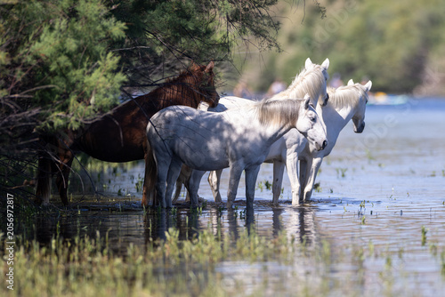 фотографія A band of white wild Salt River mustangs cooling off and drinking at the water's