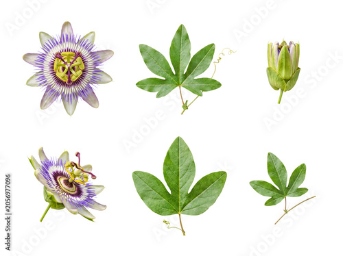 Botanical collection of fresh passion flower blooms, green leaves, delicate tendrils.