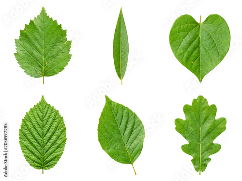 Diverse collection of fresh green tree leaves with distinct shapes, isolated on transparent background.