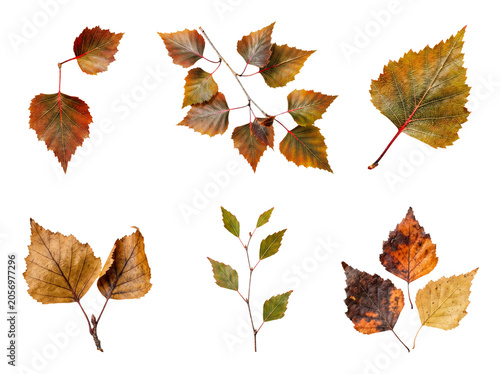 Birch tree branches with vibrant autumn leaves in various shades, isolated on a transparent background for design.