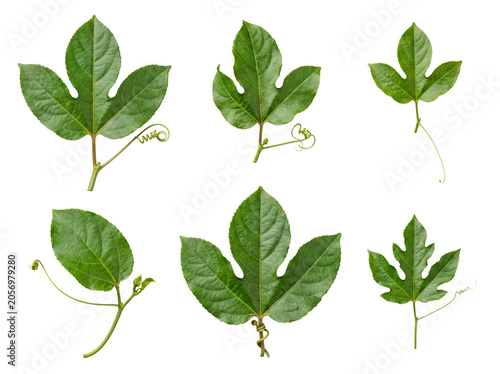 Collection of different passion fruit leaves and developing tendrils isolated on a transparent background.