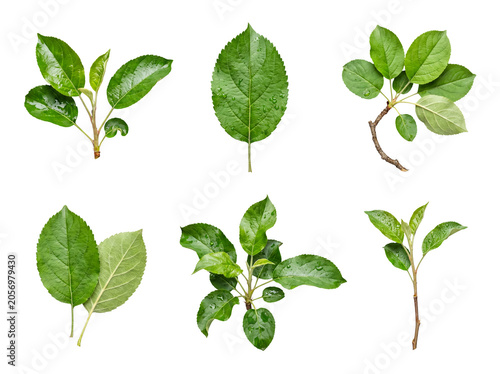 Fresh green apple tree leaves and branches with water drops, isolated on transparent background.
