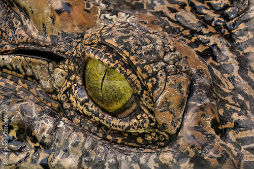 Closeup view of eye of a Siamese crocodile (Crocodylus siamensis), near Bangkok, Thailand. 
