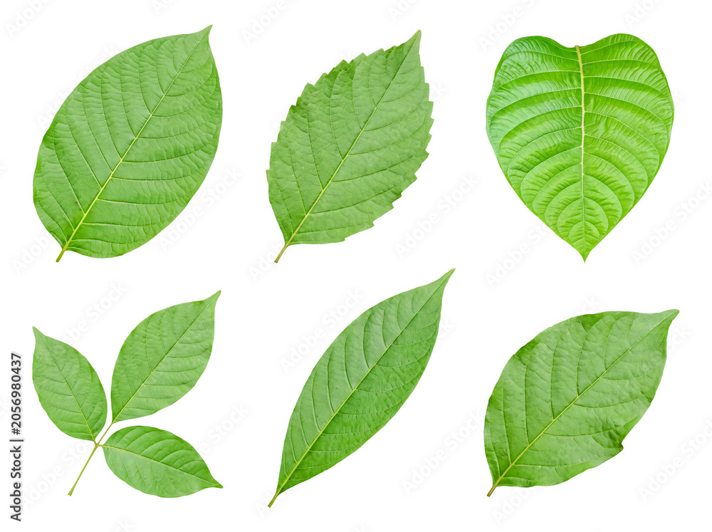 Fototapeta premium Assortment of fresh green leaves with varied shapes and vein patterns, isolated on a transparent background.
