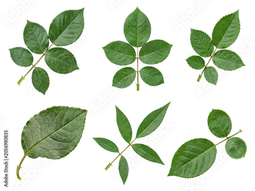Fresh green rose leaves collection isolated on a transparent background, perfect for floral design elements.