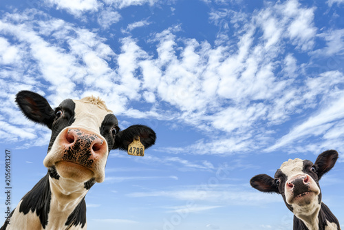 Fotografie Funny close-up portrait of two curious Holstein dairy calves looking directly into a wide-angle camera under a bright blue sky with scattered clouds
