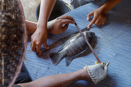 Tilapia Fish Measurement for Aquaculture Research and Fisheries Science