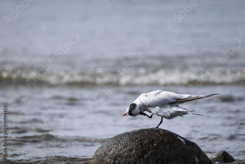 Royal Tern (Thalasseus maximus) Perched on a Rock in the Ocean, Costa Rica