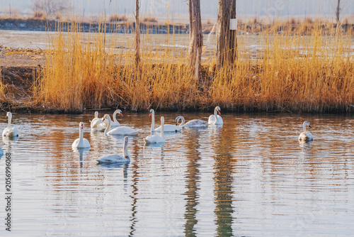 The natural beauty of the Tianshan Mountains and Swan Lake in winter in Xinjiang, China on March 3, 2023
