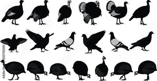 Photos A collection of bird silhouettes featuring turkeys pigeons and guinea fowl isola