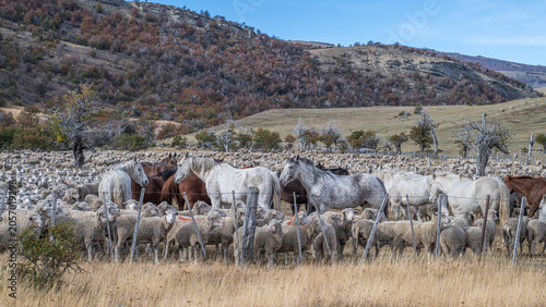 Sheep and Cattle farm Patagonia