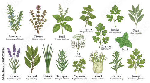 Bild auf Leinwand Culinary Herbs Collection: Fresh Ingredients for Cooking and Flavor