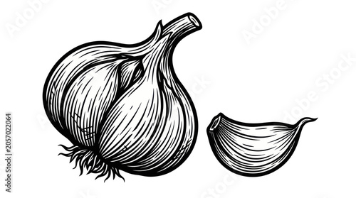 Canvastavla Garlic Bulb and Clove Illustration - Vintage Engraving Style