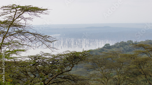 Принти на полотні High Angle View of Submerged Trees in Lake Nakuru with Acacia Canopy in Kenya, E