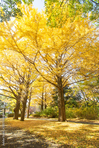 Obraz na plátne Beautiful golden yellow ginkgo biloba trees in a park