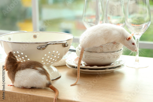 Fotografia Two domesticated pet rats on kitchen countertop with colander and dishes, rodent
