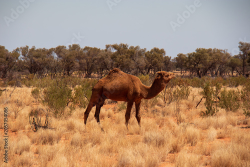 Photography Feral camel grazing in arid scrubland near Alice Springs, Northern Territory, Au