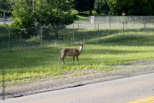Wild white tailed deer doe standing alert in a sunny field by an asphalt road. Suburban wildlife scene featuring a female deer near a chain link security fence under bright summer daylight.