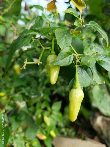Fresh Chili Pepper Fruits on Plant in Tropical Garden