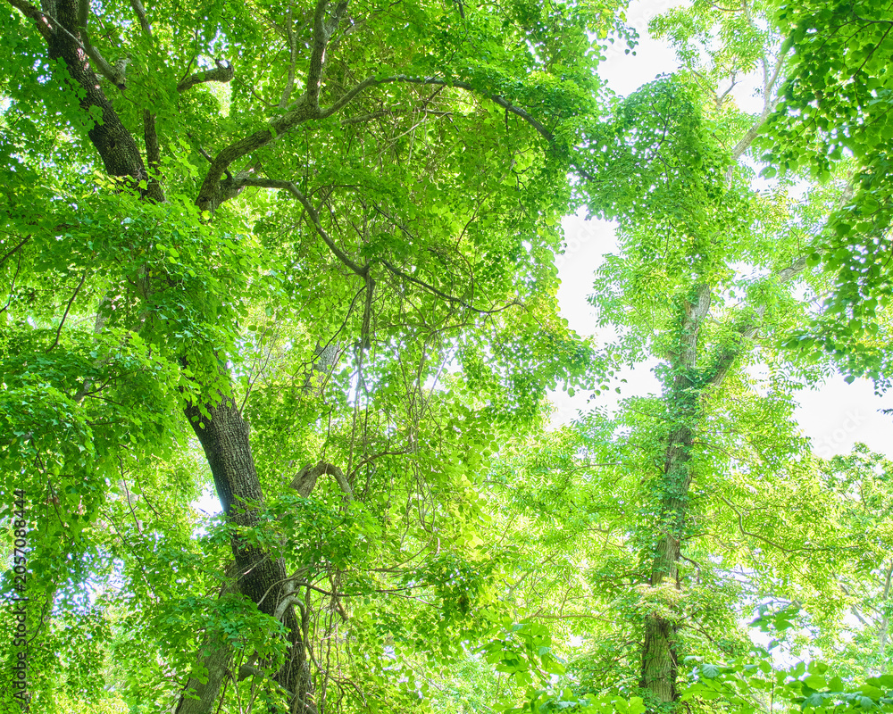 Fototapeta premium 初夏の深まる緑の森と見上げる新緑の木々 Beautiful fresh green forest trees in early summer looking up