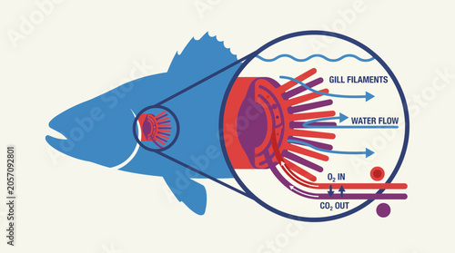 Quadro em tela Fish Gill Oxygen Exchange Mechanism