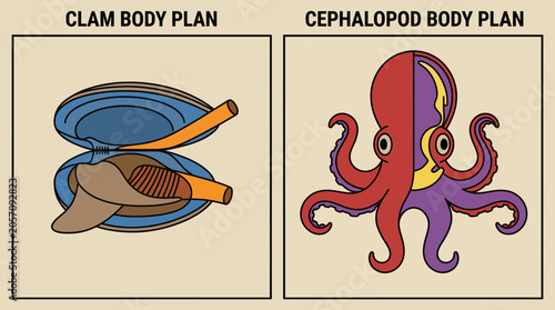 Foto Mollusk Anatomy Clam and Cephalopod Body Plan