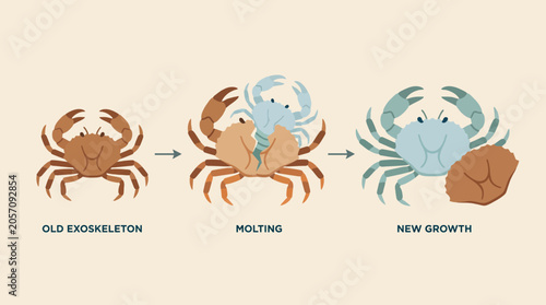 Photos Arthropod Exoskeleton Molting Growth Process