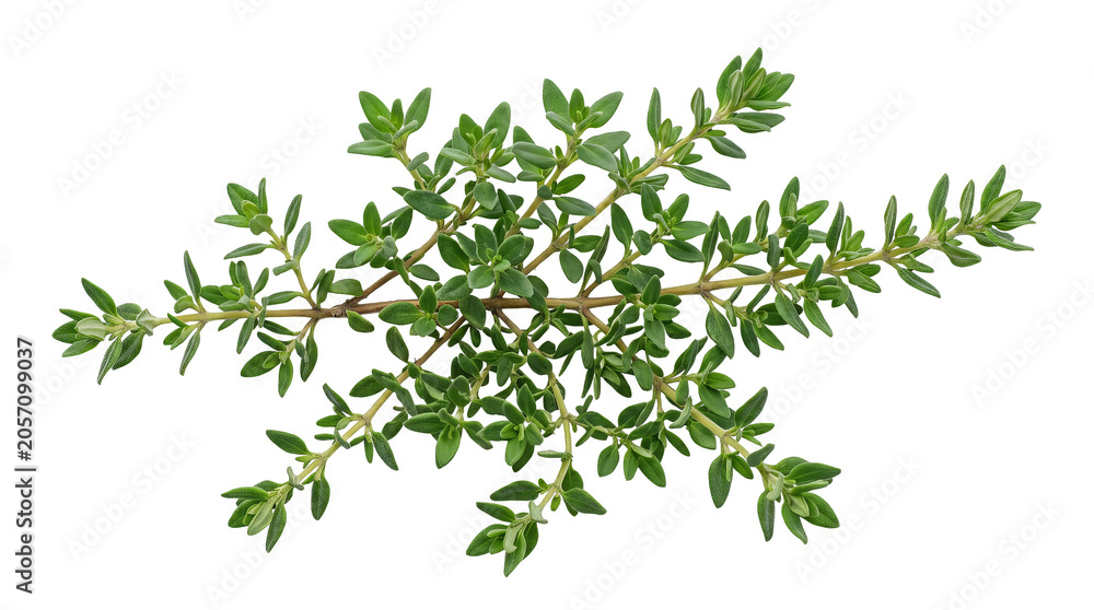 Obraz premium Fresh Organic Thyme Sprig Green Leaves Culinary Herb Ingredient