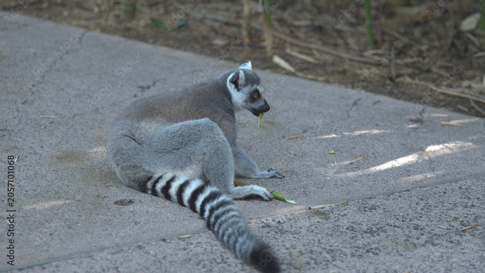 Fototapeta premium Ring-Tailed Lemur Sitting on Concrete Path Eating a Green Leaf