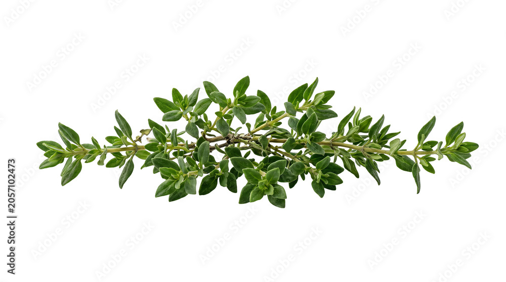 Obraz premium Fresh Thyme Sprig, Vibrant Green Aromatic Herb, Isolated on Transparent Background