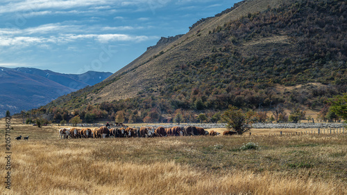Obraz na plátně Round up in Patagonia