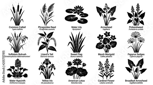 Wetland Aquatic Plants Species Vector Silhouette Icons Set. Nature Botany Flora Glyphs for Environment  Gardening.