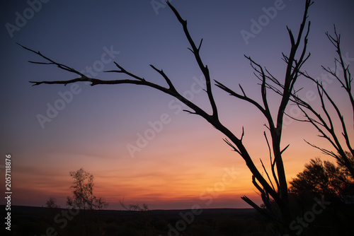 Foto Dead tree silhouette against vivid outback sunset near Kings Canyon, Northern Te
